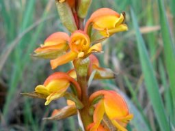 Satyrium coriifolium floral features